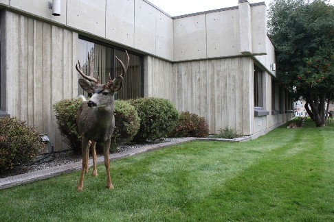 Buck on Hospital Lawn